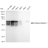 KD-Validated BIN1 Rabbit mAb (20 μl)
