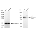 KD-Validated AHR Rabbit mAb (20 μl)