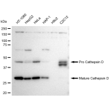 KD-Validated CTSD Rabbit mAb (20 μl)