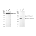 KD-Validated CTSD Rabbit mAb (20 μl)