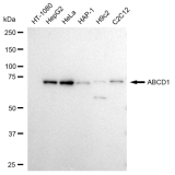 KD-Validated ABCD1 Rabbit mAb (20 μl)