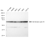 KD-Validated CDC16 Rabbit mAb (20 μl)