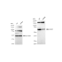KD-Validated ALAS1 Rabbit mAb (20 μl)