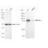 KD-Validated IKK α Rabbit mAb (20 μl)