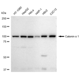 KD-Validated CTNNA1 Rabbit mAb (20 μl)