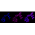 KD-Validated ATG9A Rabbit mAb (20 μl)