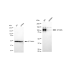 KD-Validated ATG9A Rabbit mAb (20 μl)