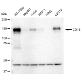 KD-Validated CD13 Rabbit mAb (20 μl)