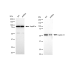 KD-Validated CCNA2 Rabbit mAb (20 μl)