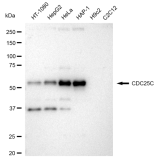 KD-Validated CDC25C Rabbit mAb (20 μl)