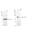 KD-Validated CDC40 Rabbit mAb (20 μl)