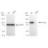 KD-Validated ATP2A2 Rabbit mAb (20 μl)