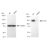 KD-Validated CTCF Rabbit mAb (20 μl)