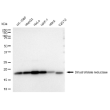 KD-Validated DHFR Rabbit mAb (20 μl)