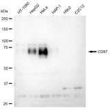 KD-Validated CD97 Rabbit mAb (20 μl)