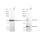 KD-Validated BCL10 Rabbit mAb (20 μl)