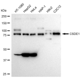 KD-Validated CSDE1 Rabbit mAb (20 μl)