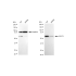 KD-Validated CDC73 Rabbit mAb (20 μl)