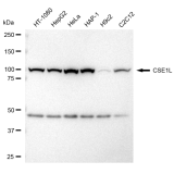 KD-Validated CSE1L Rabbit mAb (20 μl)