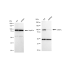 KD-Validated CSE1L Rabbit mAb (20 μl)