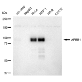 KD-Validated APBB1 Rabbit mAb (20 μl)
