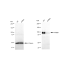 KD-Validated APBB1 Rabbit mAb (20 μl)