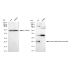 KD-Validated CBFB Rabbit mAb (20 μl)