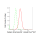 KD-Validated CAPNS1 Rabbit mAb (20 μl)