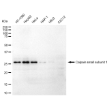 KD-Validated CAPNS1 Rabbit mAb (20 μl)