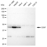 KD-Validated CD97 Rabbit mAb (20 μl)