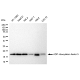 KD-Validated ARF5 Rabbit mAb (20 μl)