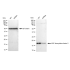 KD-Validated ARF5 Rabbit mAb (20 μl)