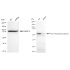 KD-Validated PDIA1 Rabbit mAb (20 μl)