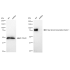 KD-Validated HSF1 Rabbit mAb (20 μl)