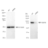 KD-Validated Hsp90 beta Rabbit mAb (20 μl)