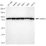KD-Validated Hsp90 beta Rabbit mAb (20 μl)