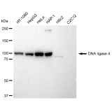 KD-Validated LIG4 Rabbit mAb (20 μl)