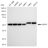 KD-Validated LMAN1 Rabbit mAb (20 μl)