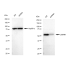 KD-Validated LMAN1 Rabbit mAb (20 μl)