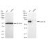 KD-Validated LMNB2 Rabbit mAb (20 μl)