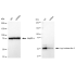 KD-Validated LOXL2 Rabbit mAb (20 μl)