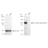 KD-Validated LRP8 Rabbit mAb (20 μl)