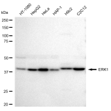 KD-Validated ERK1 Rabbit mAb (20 μl)