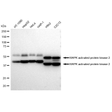KD-Validated MAPKAPK2 Rabbit mAb (20 μl)