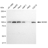 KD-Validated MCM3 Rabbit mAb (20 μl)