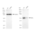 KD-Validated MLKL Rabbit mAb (20 μl)