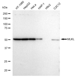 KD-Validated MLKL Rabbit mAb (20 μl)