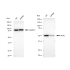 KD-Validated MLKL Rabbit mAb (20 μl)