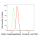 KD-Validated MMP14 Rabbit mAb (20 μl)