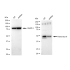 KD-Validated Paired box 6 Rabbit mAb (20 μl)